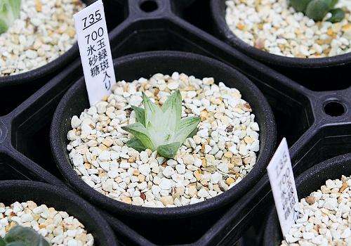 鏃ユ湰鐜夐湶澶氳倝澶ф,浠庡鑲夊ぇ妫氶噷璺戝嚭鏉ョ殑澶氳倝