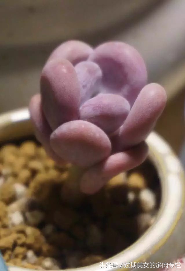 入坑一年小说,入坑一年