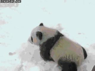 为求得一只熊猫的抚养权，英美荷法等国家连尊严都不要了