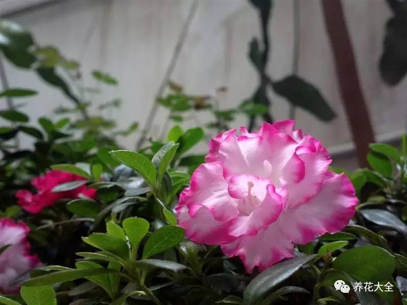 最美大杜鹃花图片,中国最美天然杜鹃花