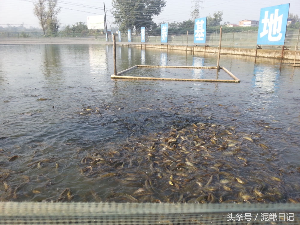 养泥鳅十大风险有哪些,养殖泥鳅十养九亏