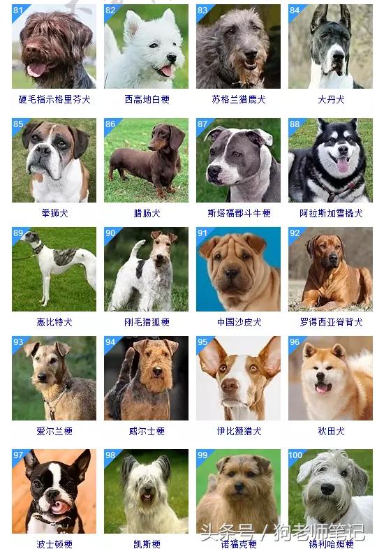 狗狗品种大全按体型智商怎么分,聪明狗狗品种大全及图片及名字