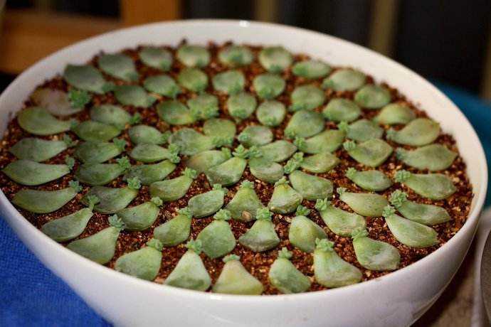 多肉新手必踩十大坑,多肉新手入坑教学视频