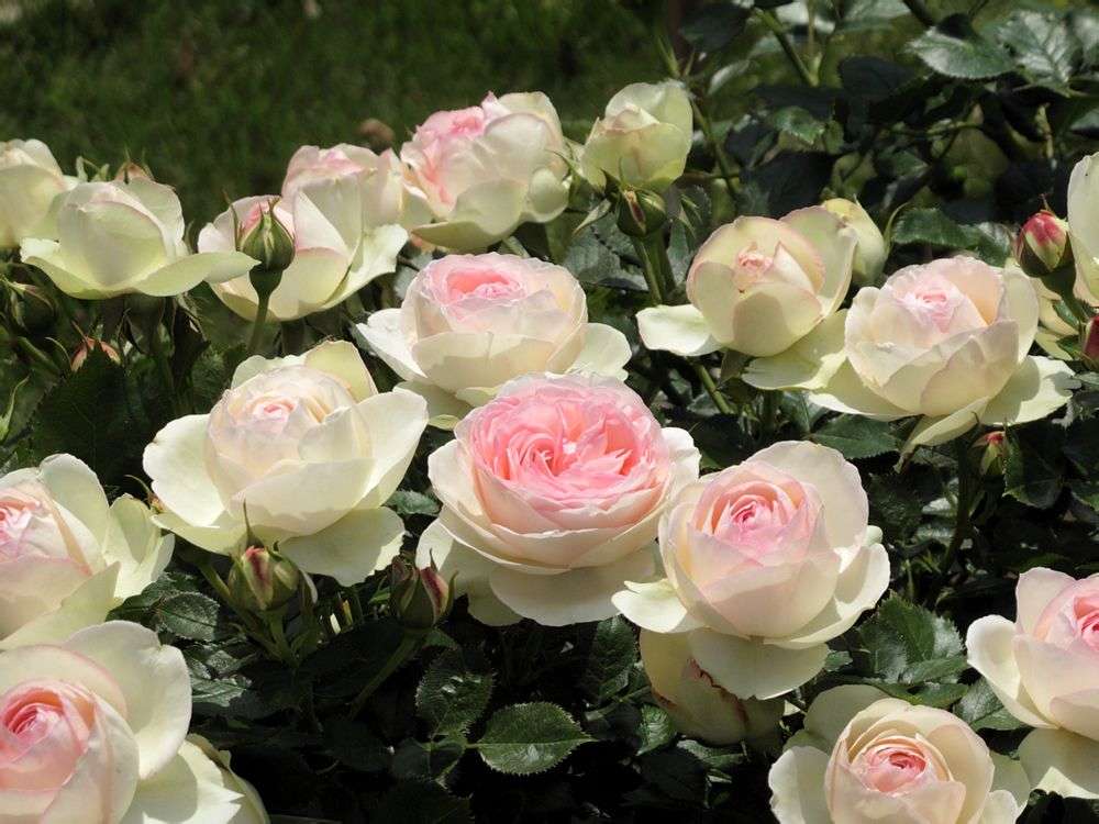 年宵花市探“鲜”记(一)之孤独的花大姐