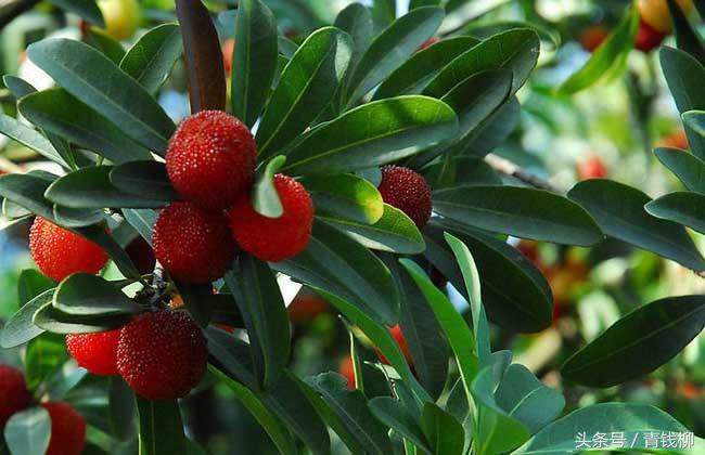 杨梅栽培高产高效管理措施,杨梅在广西的高产种植