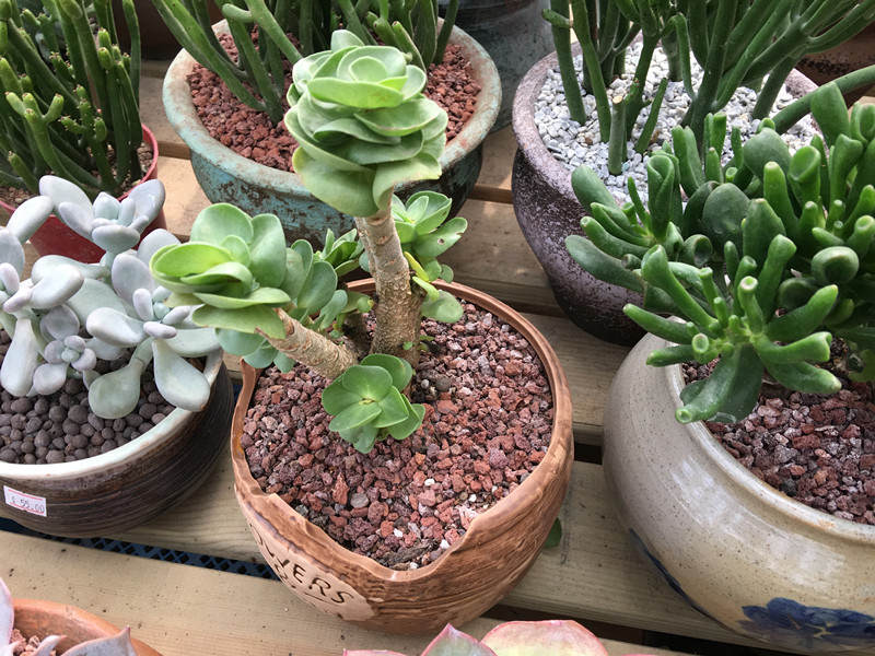 年宵花蝴蝶兰探店,年宵花老桩