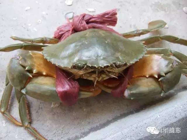 2017年霞浦“海鲜年历”出炉，你知道现在该吃什么吗？