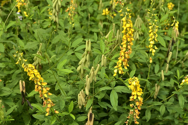 蛾子翅膀上的粉有毒吗,蛾子身上的灰有毒吗