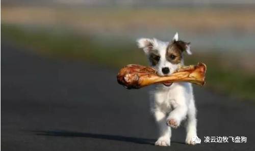 注意！骨头可以杀死狗！