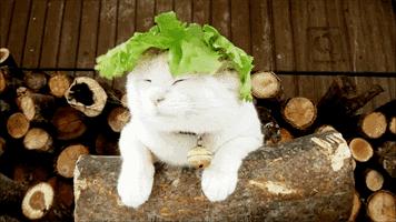 5岁拍影视剧,5岁开始演戏的女孩