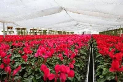 成都年货必备清单一览表,成都年货采购攻略