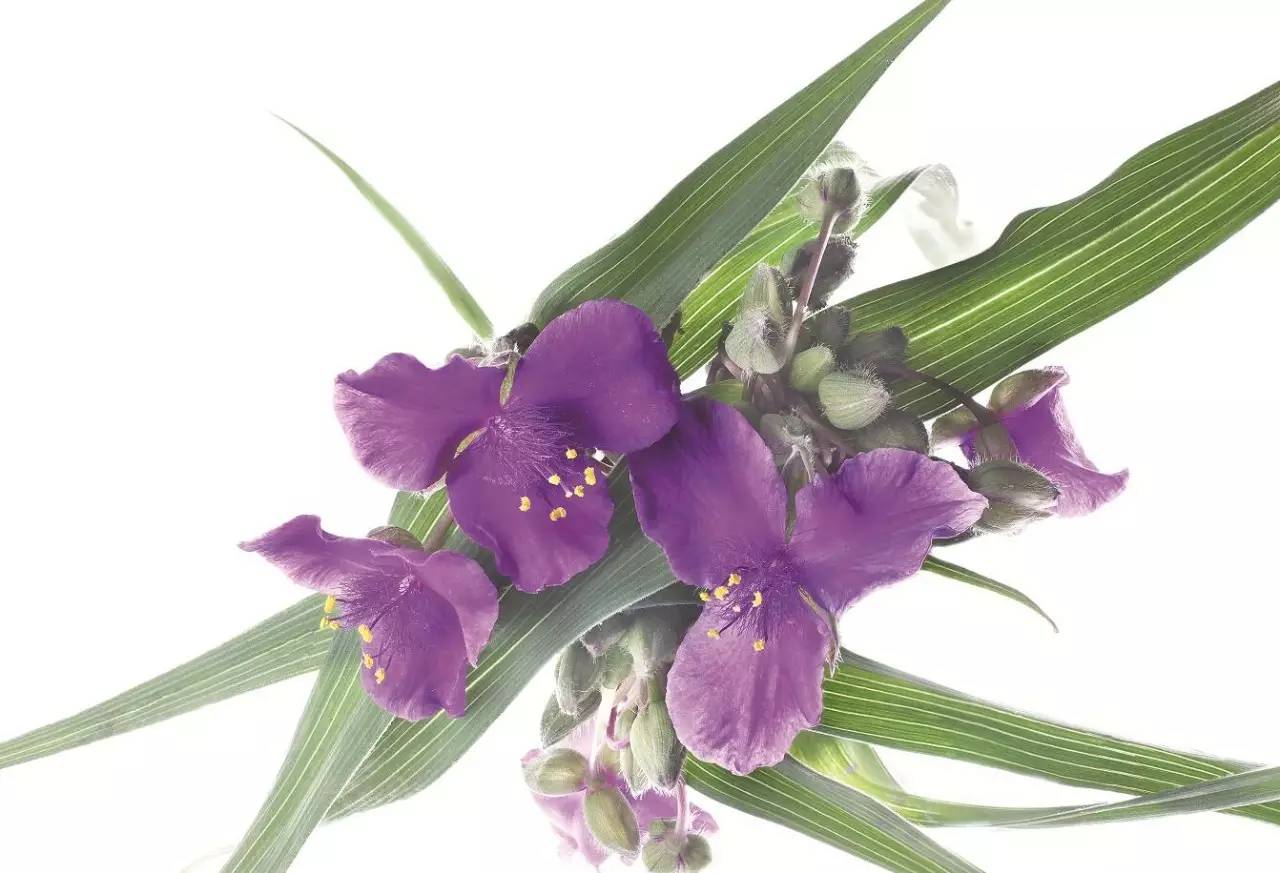 美得让人窒息的景色,美得让人窒息的紫藤花