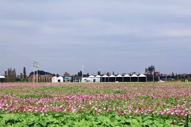 就在今日,百万鲜花盛放!南海这个“花花世界”等你来赏!
