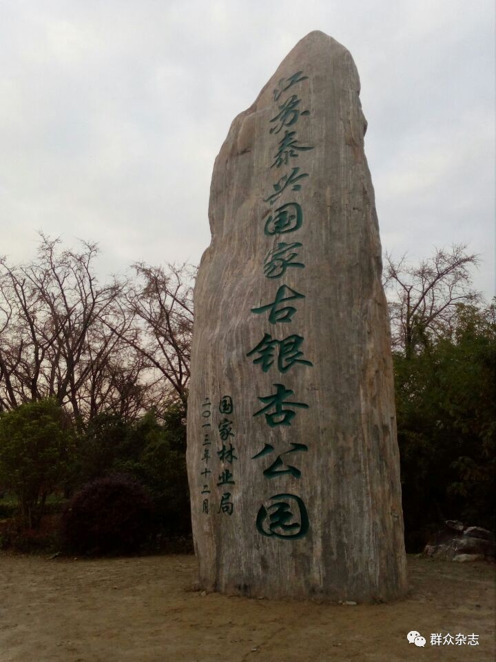 同样的银杏，不同的光景，“银杏第一镇”的忧思与求变