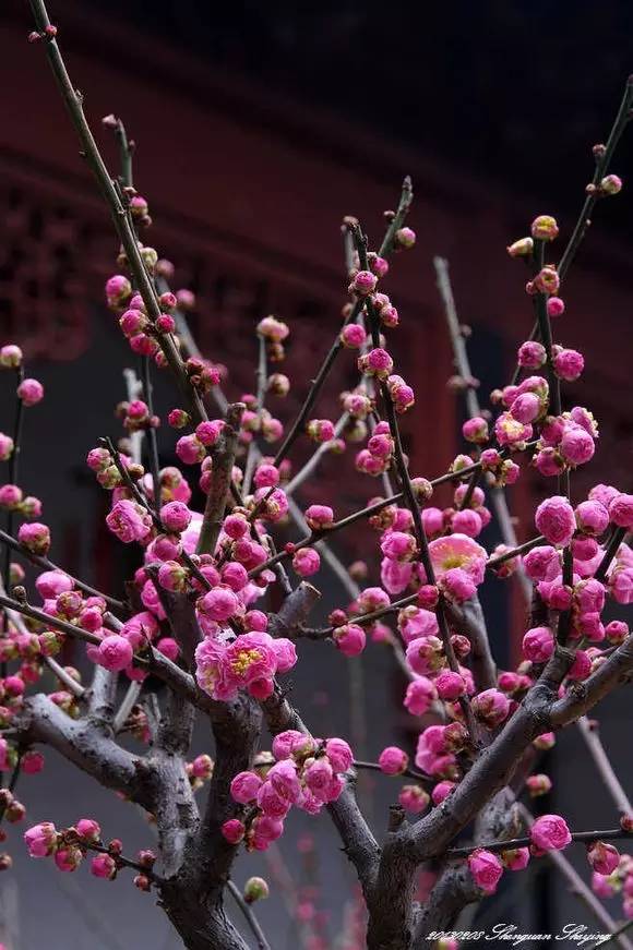 苏州春季梅花免费观赏胜地,苏州梅园赏梅花时间