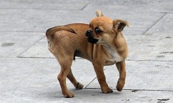 宠物狗皮肤病的治疗方案,宠物狗真菌性皮肤病掉毛正常吗