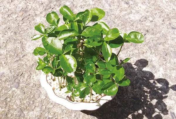 柚子的种子怎么发芽做盆栽,柚子种子小盆栽