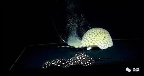 新手如何饲养龙鱼魟鱼,如何养好龙鱼跟魟鱼