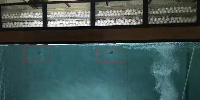 养罗汉鱼侧滤和上滤哪个效果好,双边侧滤鱼缸怎么过滤