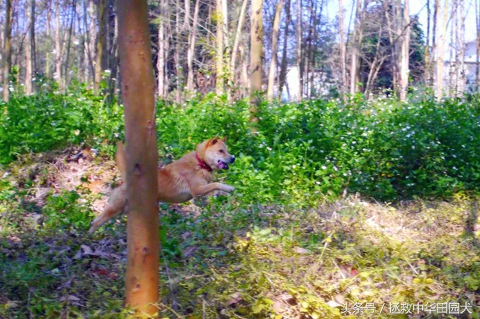广西桂平川东猎犬,广西土猎犬猎野猪视频