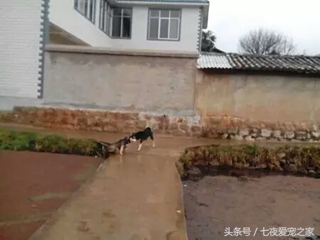 哈士奇在农村放养还是拴住,哈士奇不能养吗