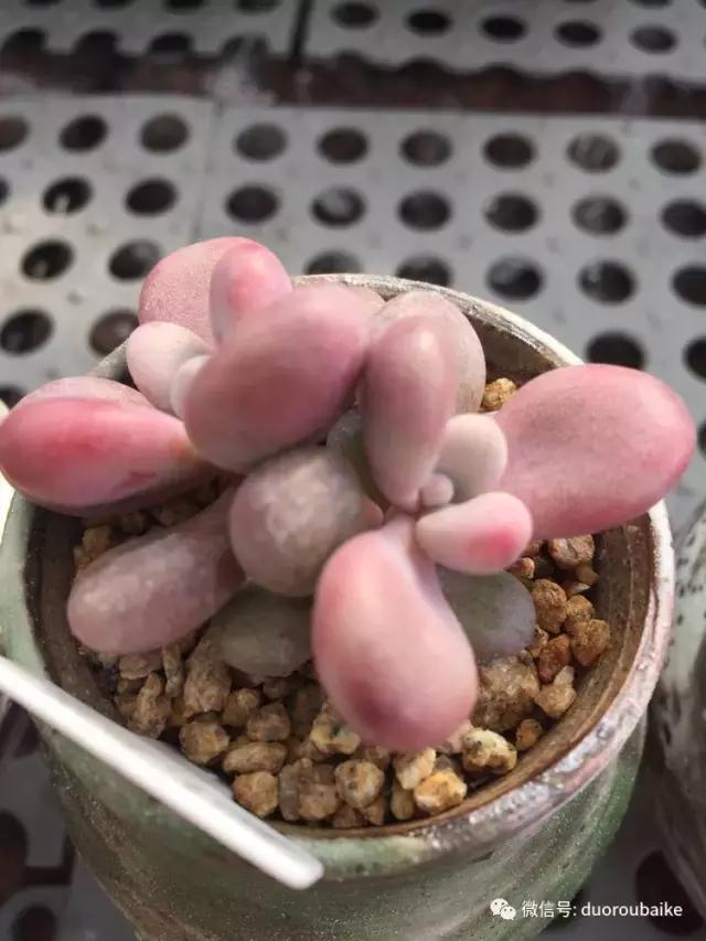 没有暖气的包邮区,肉肉照样美美的!