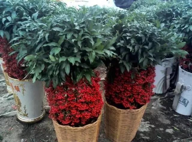 富贵子冬天会黄叶落叶,富贵籽怎么养不黄叶落叶