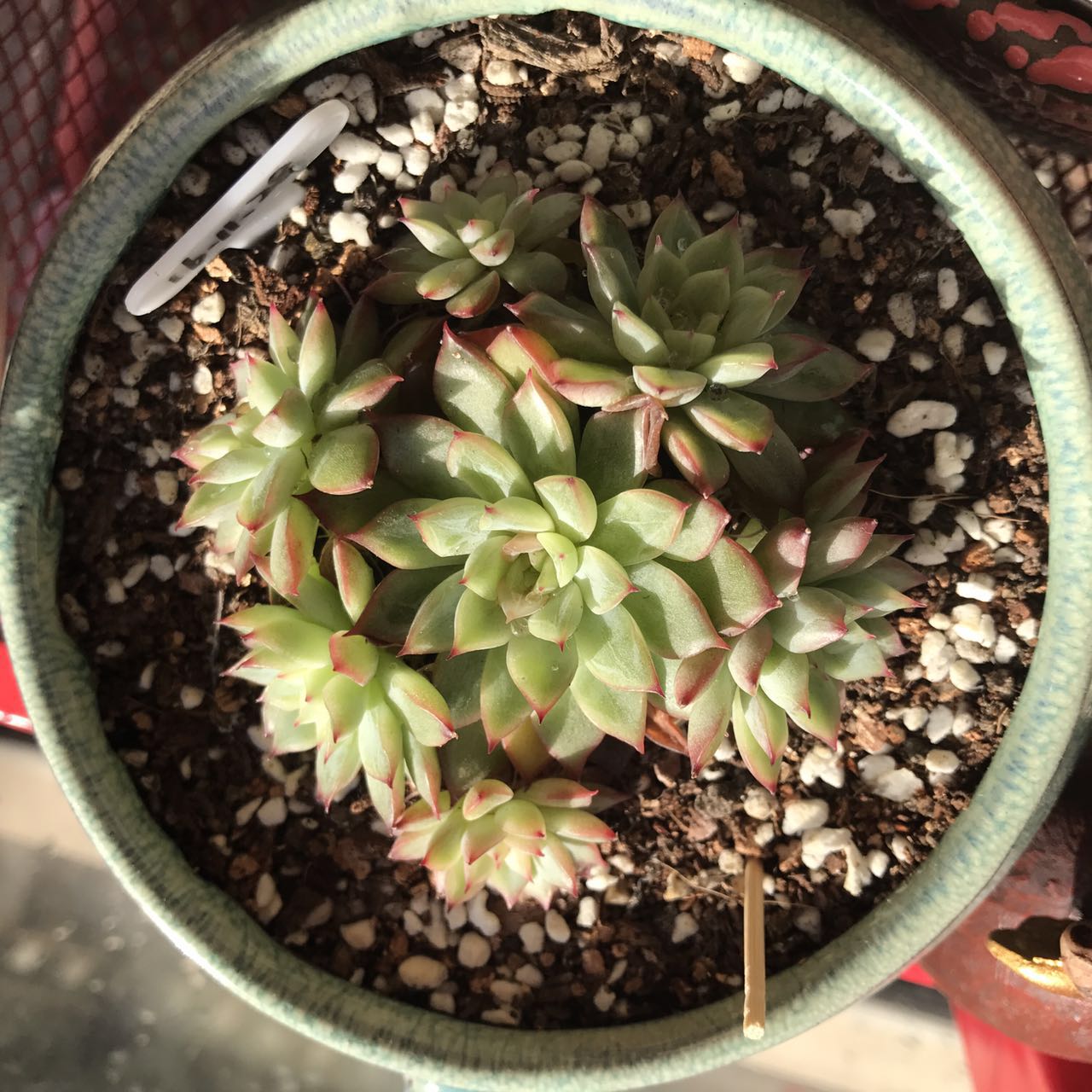 放假了多肉在学校怎么活,放假多肉