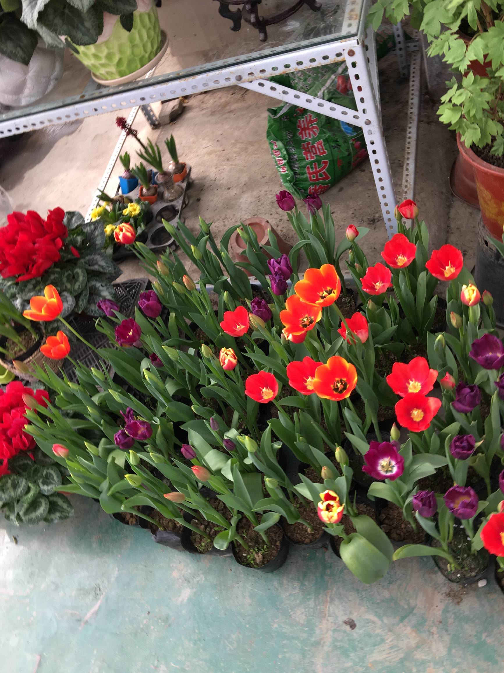 年宵花市探“鲜”记（一）之孤独的花大姐