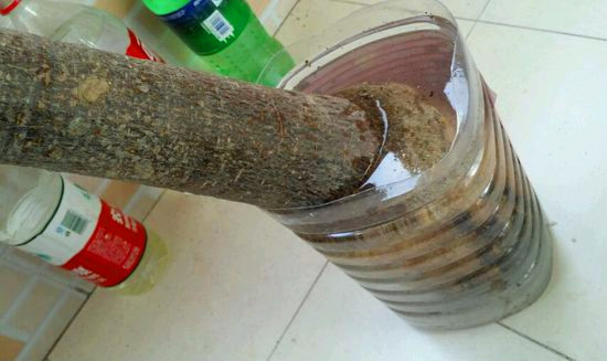 花卉盆栽扦插苗养护技术,花卉扦插快速生根技巧图片