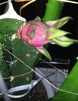 火龙果怎么种盆栽才结果,盆栽火龙果枝条怎么种当年结果