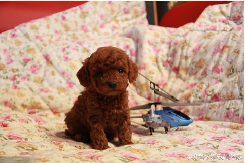 幼泰迪贵宾犬怎么养活的,泰迪贵宾犬适合新手养吗