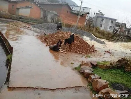 哈士奇在农村放养还是拴住,哈士奇不能养吗