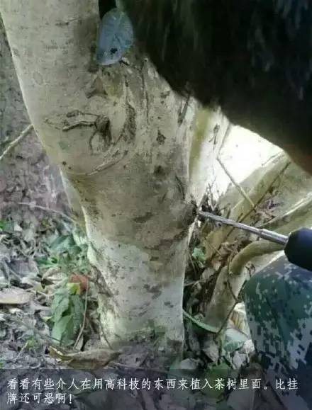 微观茶市丨古茶树安装GPS定位意义何在？