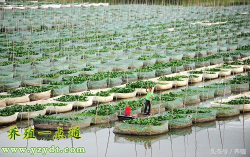 野生黄鳝和养殖的区别,塑料薄膜养殖黄鳝视频