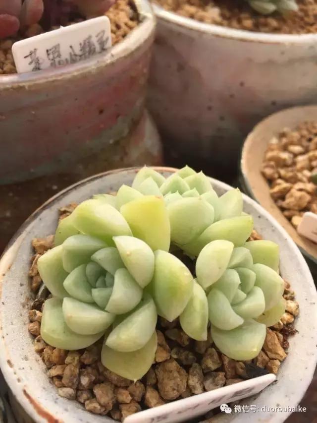 没有暖气的包邮区,肉肉照样美美的!