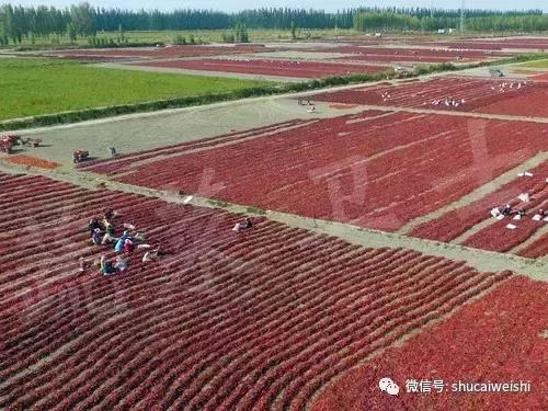 辣椒物语—让我们说说辣椒的味道!