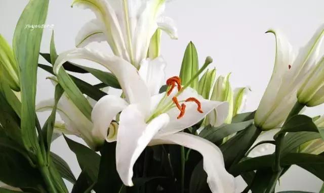 2022迎春花市深圳,深圳2024迎春花市怎么去