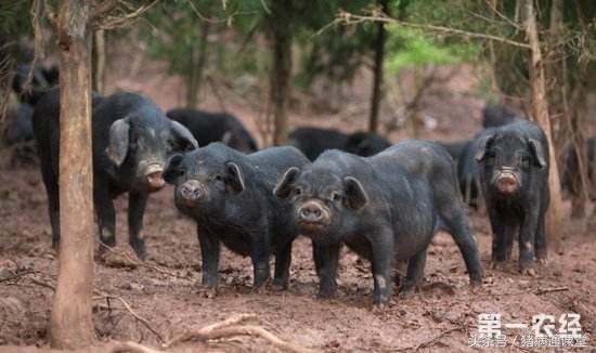 猪全群腹泻,猪病毒性腹泻呕吐吗