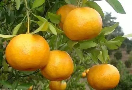 福建汀州土特产,福建零食特产有哪些