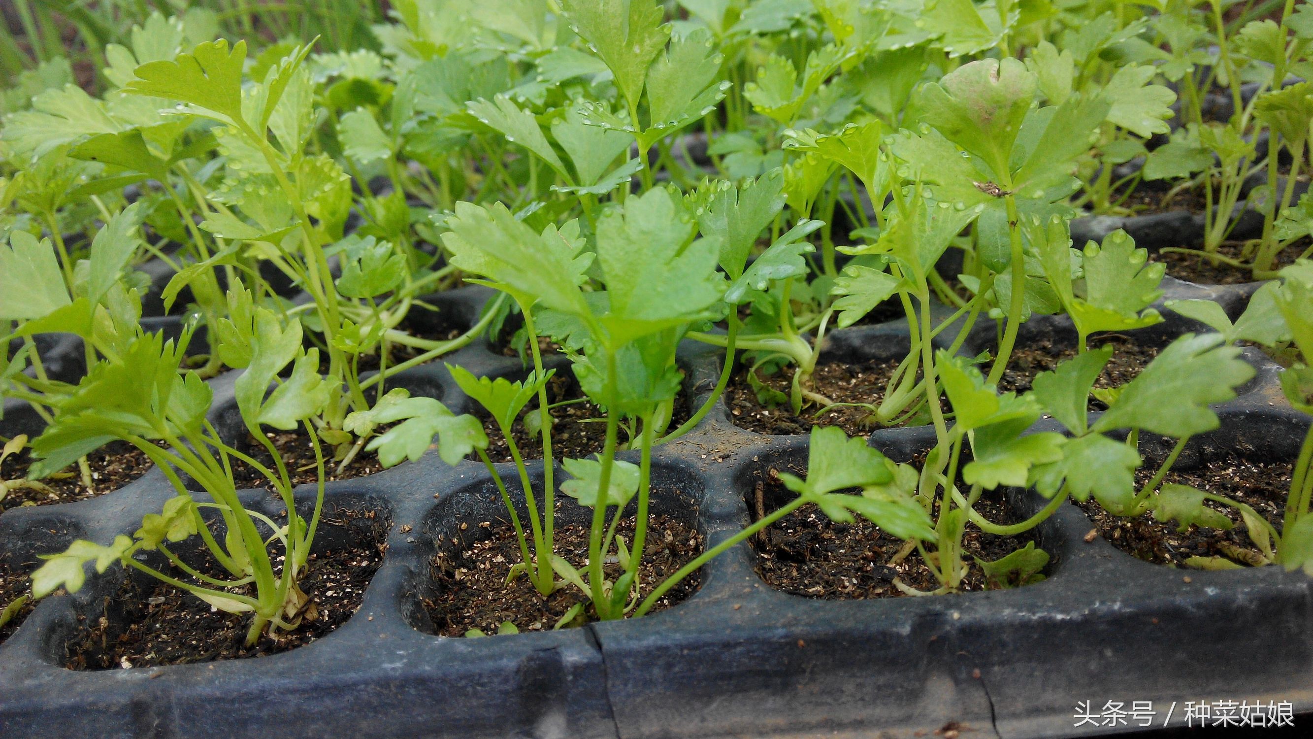 种芹菜诀窍,如何用芹菜根种芹菜