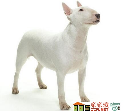 纯黑狗狗品种大全,狗狗品种大全智商排名