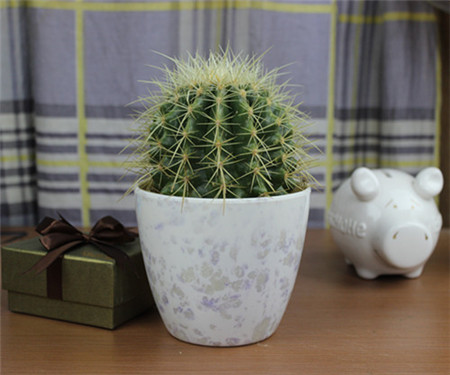 金琥仙人球不圆怎么办,金琥仙人球3年能长多大