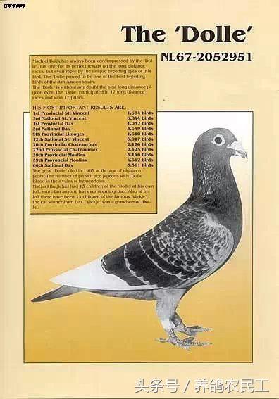 著名赛鸽家杨阿腾,赛鸽血统杨阿腾