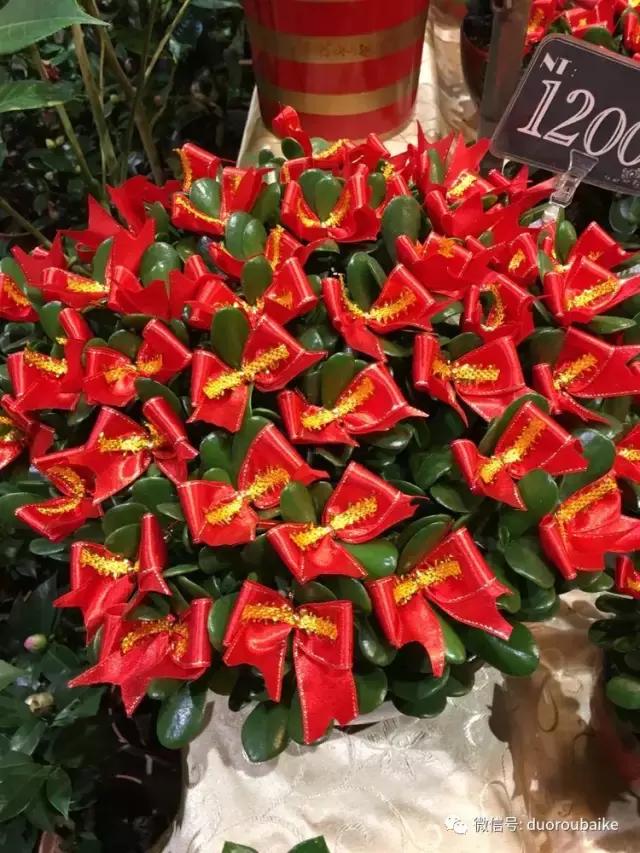 台湾寻肉之旅：小玲带你逛春节的台北花市！