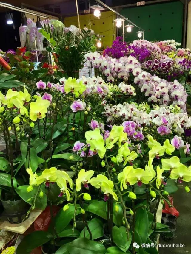 春节花市的鲜花,春节能看花的植物