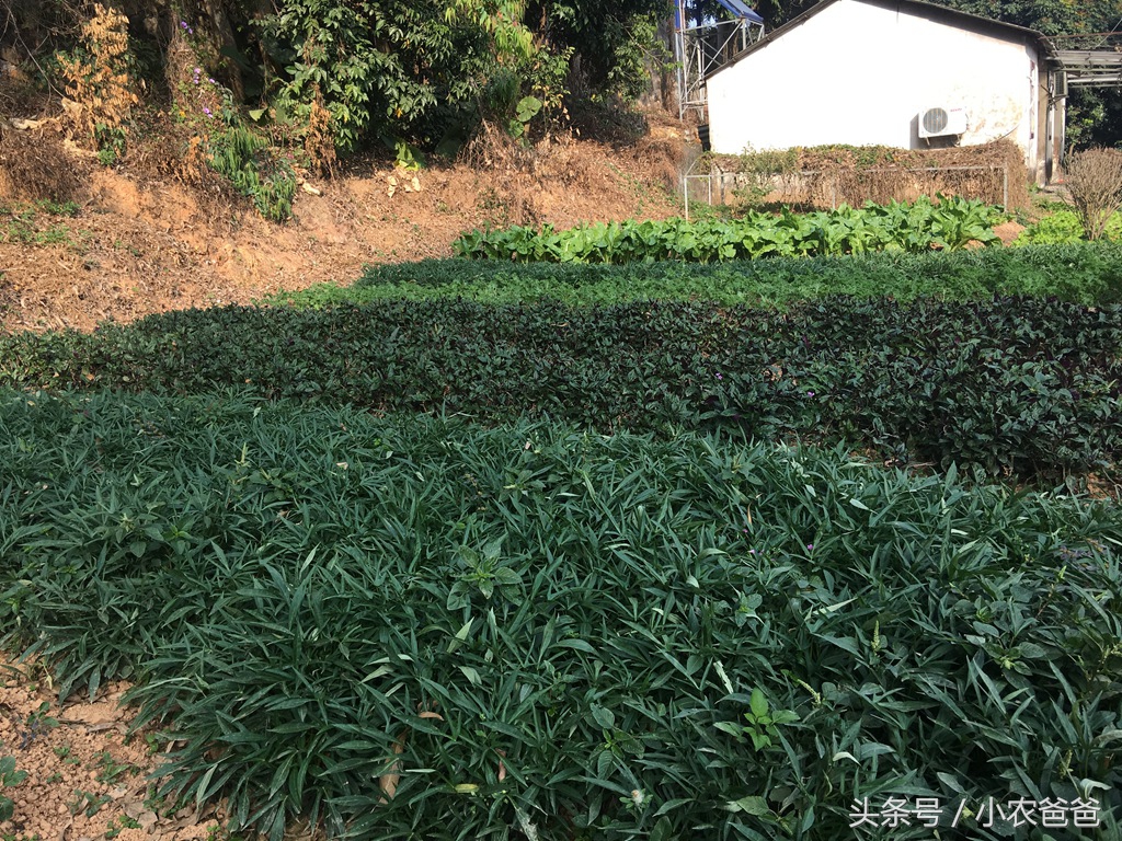 适合深圳种植的植物,深圳适合种植的植物