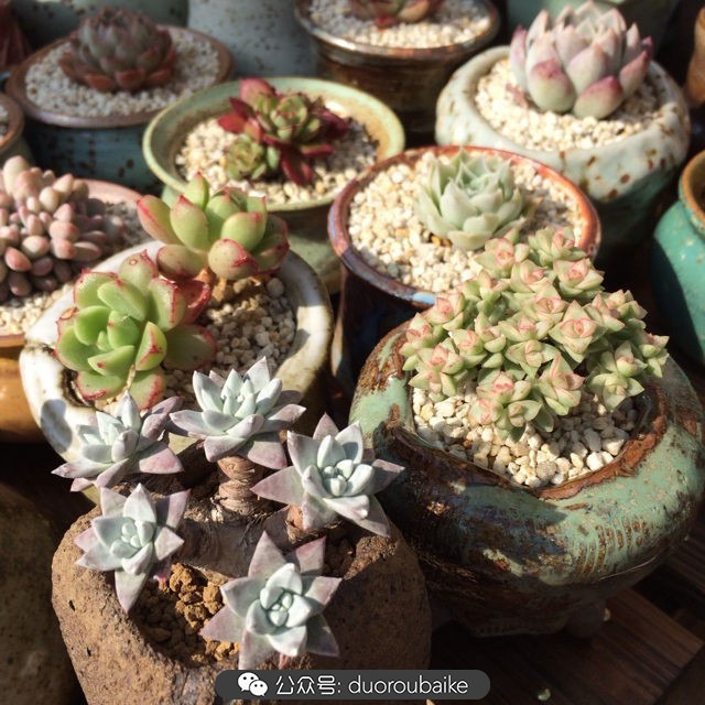 院子阳光房多肉,阳光房庭院多肉