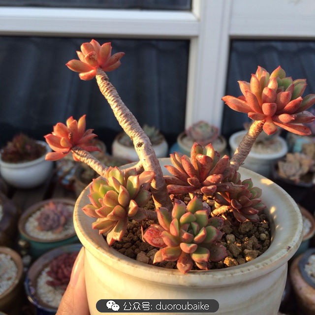 院子阳光房多肉,阳光房庭院多肉