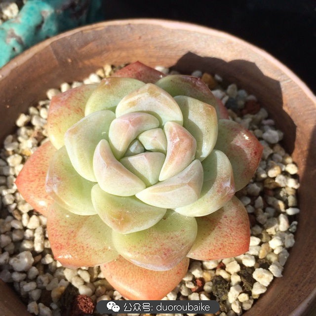 院子阳光房多肉,阳光房庭院多肉